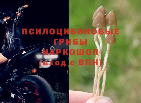 ПСИЛОЦИБИНОВЫЕ ГРИБЫ Алексин